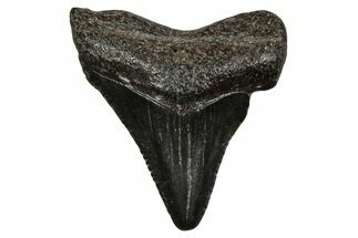 Juvenile Megalodon Tooth - South Carolina #353305