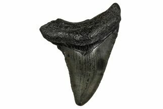 Serrated, Juvenile Megalodon Tooth - South Carolina #353306