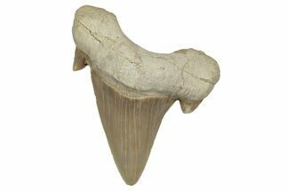 Fossil Shark Tooth (Otodus) - Morocco #353409