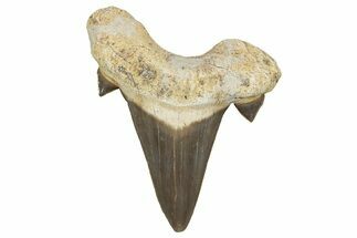 Fossil Shark Tooth (Otodus) - Morocco #353411