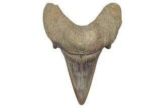 Fossil Shark Tooth (Otodus) - Morocco #353431