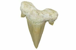 Large, Fossil Shark Tooth (Otodus) - Morocco #353436