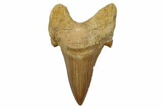 Fossil Shark Tooth (Otodus) - Morocco #353442