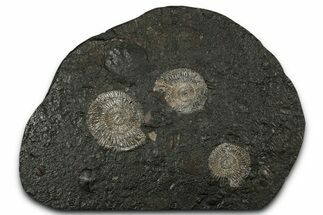 Fossil Ammonite (Dactylioceras) Cluster - Posidonia Shale, Germany #353544