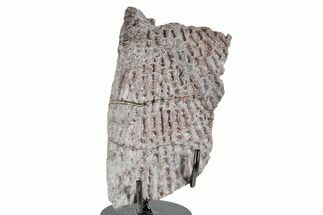 Triassic Amphibian (Metoposaurus) Scapula Bone - Arizona #353410