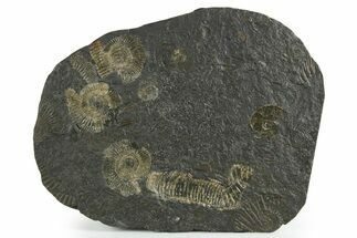Fossil Ammonite Cluster - Posidonia Shale, Germany #353527