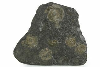 Fossil Ammonite Cluster - Posidonia Shale, Germany #353532