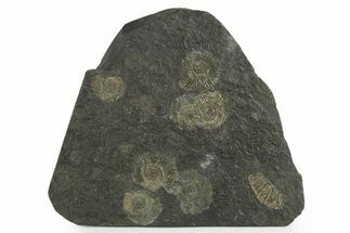 Fossil Ammonite (Dactylioceras) Cluster - Posidonia Shale, Germany #353534