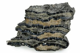 Polished Mammoth Molar Slice - South Carolina #353533