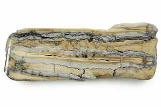 Polished Mammoth Molar Slice - South Carolina #353546