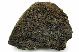 Fossil Tyrannosaur (T rex) Bone Section - Wyoming #353586