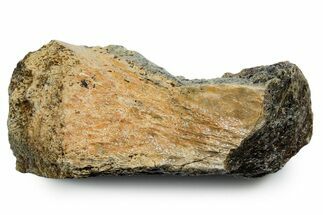 Fossil Tyrannosaur (T rex) Bone Section - Wyoming #353589