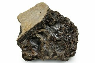 Fossil Tyrannosaur (T rex) Bone Section - Wyoming #353590