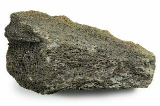 Fossil Tyrannosaur (T rex) Bone Section - Wyoming #353592