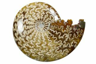 Polished Ammonite (Cleoniceras) Fossil - Madagascar #352354