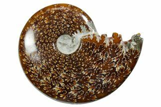 Polished Ammonite (Cleoniceras) Fossil - Madagascar #352356