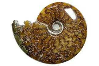 Polished Ammonite (Cleoniceras) Fossil - Madagascar #352363