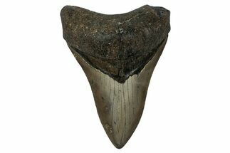 Fossil Megalodon Tooth - North Carolina #351183
