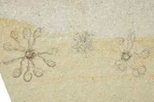 Crinoids For Sale