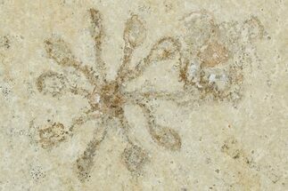 Two Floating Crinoid (Saccocoma) Fossils - Solnhofen Limestone #353558