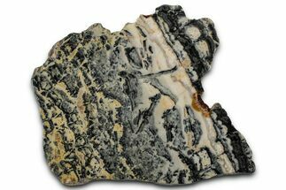 Proterozoic Columnar Stromatolite (Asperia) Slab - Australia #353618