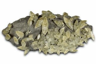 Double-Terminated Yellow Calcite Crystals on Matrix - Missouri #353651
