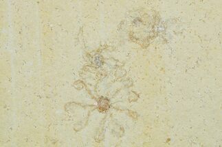 Floating Crinoid (Saccocoma) Fossils - Solnhofen Limestone #353561