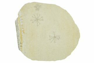 Two Floating Crinoid (Saccocoma) Fossils - Solnhofen Limestone #353563