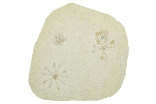 Three Floating Crinoid (Saccocoma) Fossils - Solnhofen Limestone #353569