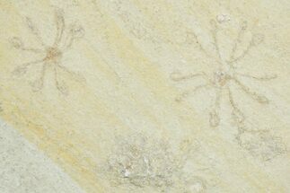 Floating Crinoid (Saccocoma) Fossils - Solnhofen Limestone #353572