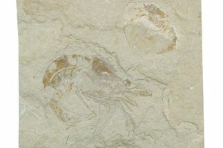 Cretaceous Fossil Shrimp - Lebanon #353575