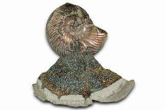 Iridescent, Pyritized Ammonite (Quenstedticeras) Fossil Display #353742