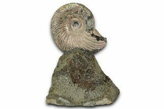 Iridescent, Pyritized Ammonite (Quenstedticeras) Fossil Display #353743