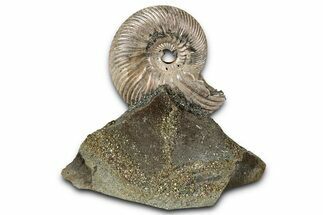Iridescent, Pyritized Ammonite (Quenstedticeras) Fossil Display #353757