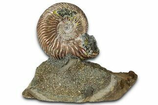 Iridescent, Pyritized Ammonite (Quenstedticeras) Fossil Display #353758