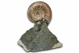 Iridescent, Pyritized Ammonite (Quenstedticeras) Fossil Display #353760