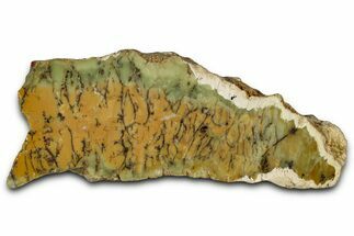 Polished Yellow Dendritic Opal Slab - Western Australia #353804