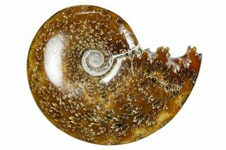 Polished Ammonite (Cleoniceras) Fossil - Madagascar #352369
