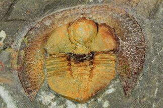 Trinucleid Trilobite (Declivolithus) - Mecissi, Morocco #353390