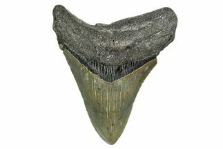 Serrated, Fossil Megalodon Tooth - North Carolina #351744