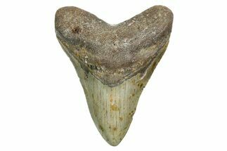 Fossil Megalodon Tooth - North Carolina #351750