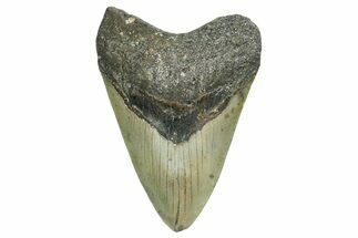 Fossil Megalodon Tooth - North Carolina #351751