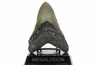 Fossil Megalodon Tooth - North Carolina #352408