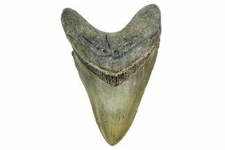 Serrated, Fossil Megalodon Tooth - North Carolina #352411