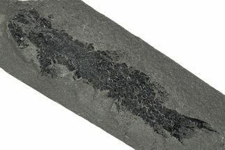 Devonian Lobe-Finned Fish (Osteolepis) Fossil - Scotland #353845