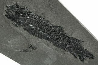 Devonian Lobe-Finned Fish (Osteolepis) Fossil - Scotland #353847