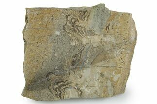 Upper Carboniferous Stromatolite Slab - Fife, Scotland #353849