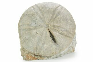 Jurassic Sea Urchin (Clypeus) Fossil - England #353866
