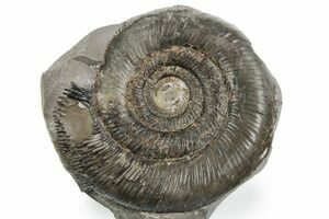Large 2.9 Inch Pyritized Ammonite - Golden (#2268) For Sale