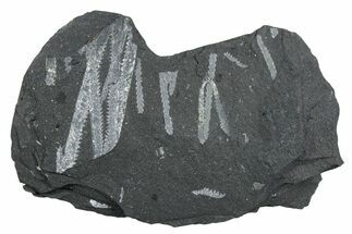 Fossil Graptolite (Didymograptus) Cluster - Wales #353826